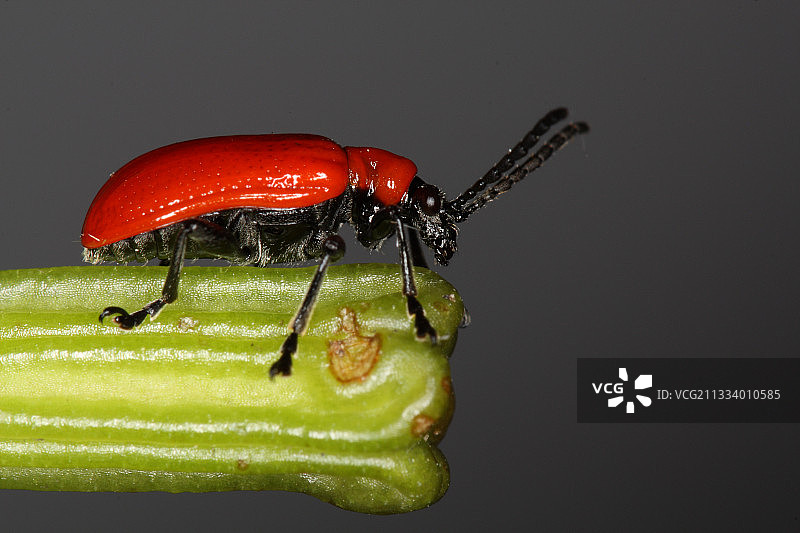 比利时夏季的百合叶甲图片素材