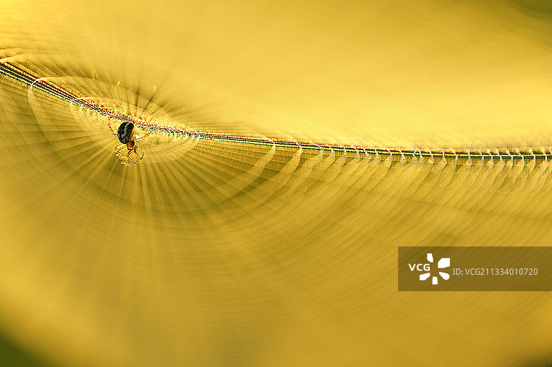 杜富宗草原日出时分网上的蜘蛛图片素材