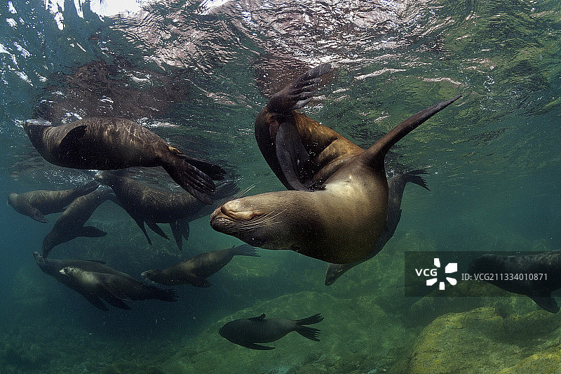 加州海狮，墨西哥科尔特斯海图片素材