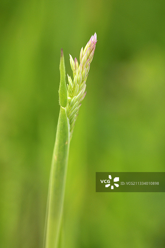 法国奥弗涅的春季小穗草图片素材