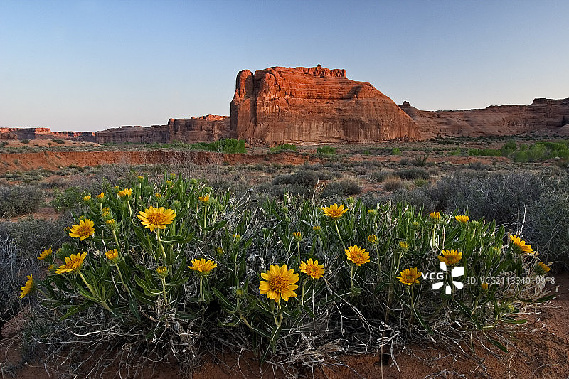 美国拱门国家公园盛开的骡子耳朵图片素材