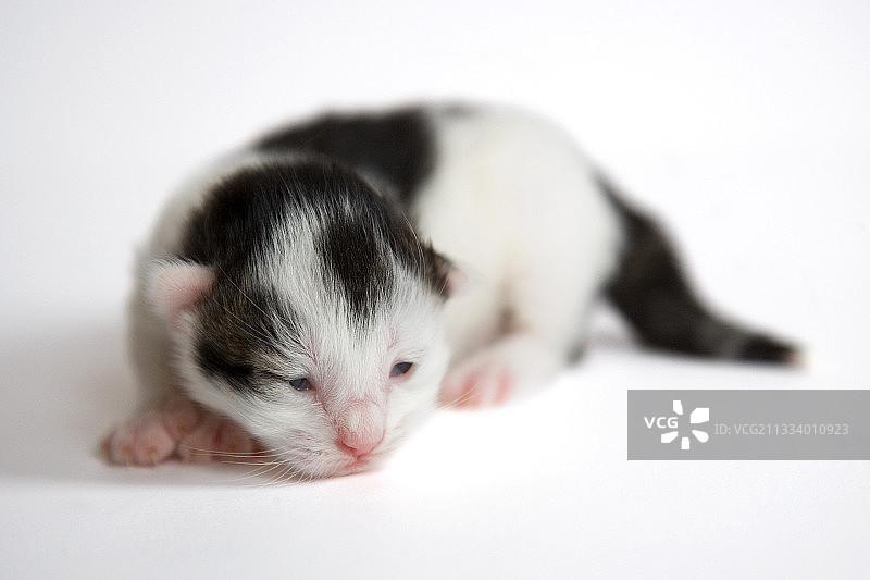 白色背景上的黑白小猫（法国）图片素材