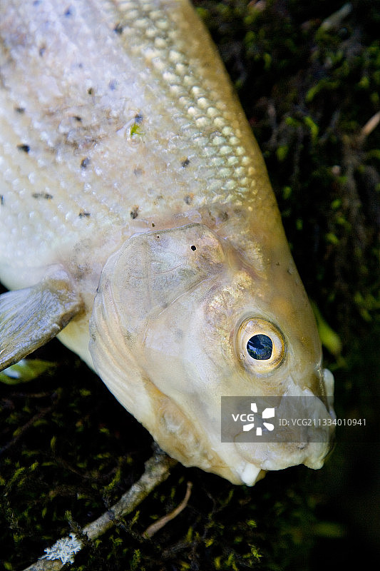 因蓝藻大量繁殖而死亡的欧洲河鲈，法国图片素材