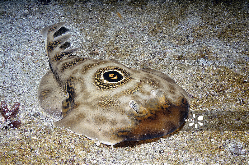 科尔特斯海中的眼斑电鳐，墨西哥图片素材