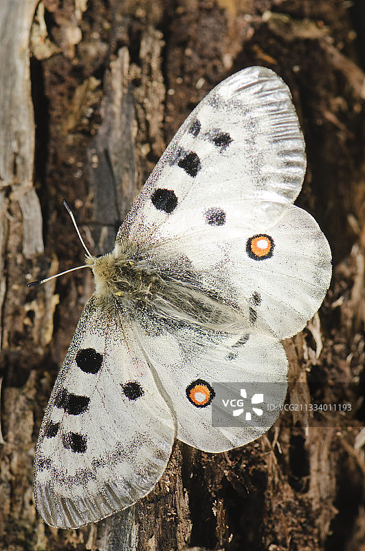 西班牙比利牛斯山的阿波罗绢蝶图片素材