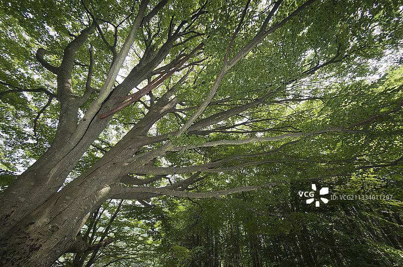 西班牙加泰罗尼亚蒙特塞拉特山的欧洲山毛榉图片素材