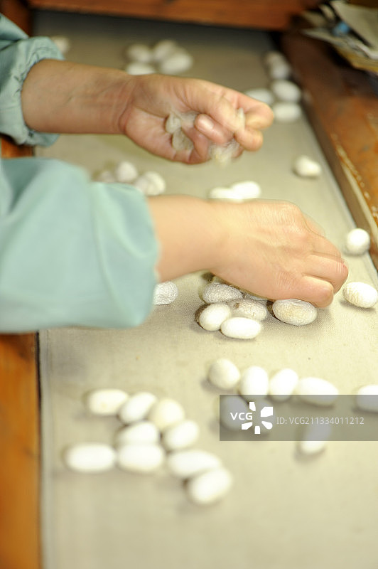 中国工厂里的蚕茧分拣图片素材