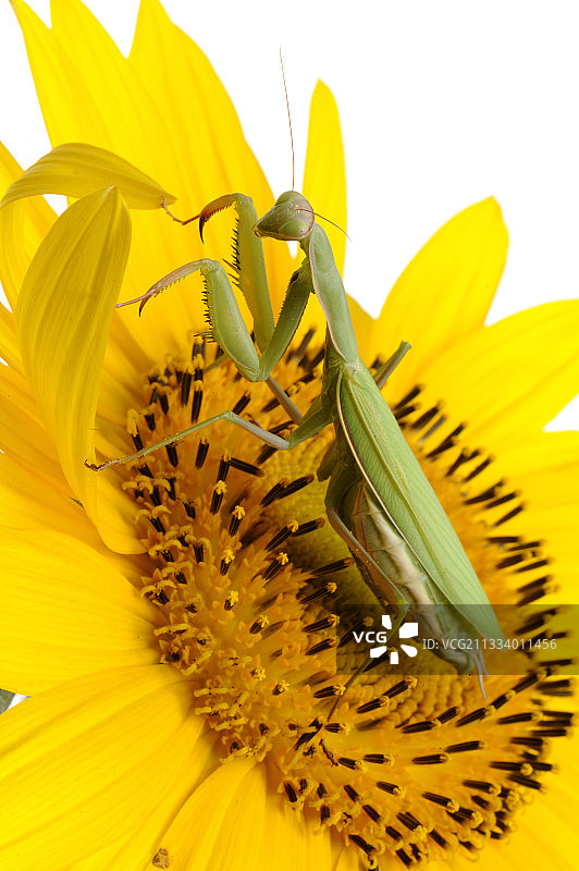 向日葵花上的螳螂图片素材