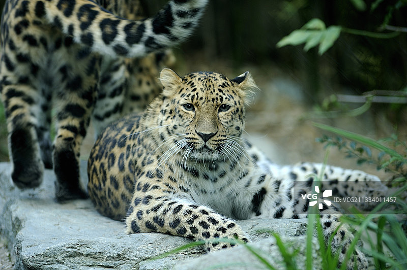 休息中的阿穆尔豹，法国图片素材