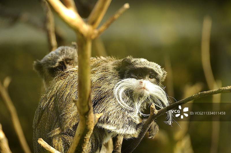 法国树上的皇帝绢毛猴图片素材