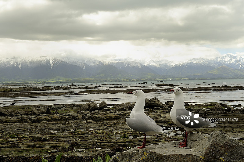 阿尔卑斯山前的红嘴鸥，新西兰凯库拉图片素材