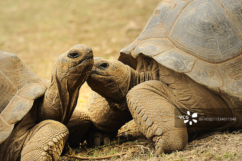 面对面的阿尔达布拉巨龟图片素材