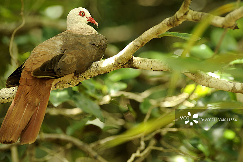 这只鸟从一个农场转移到白鹭岛，又从毛里求斯和泽西动物园转移过来作为备份。这是一只因异常生长而导致鸟喙变形的老鸟图片素材