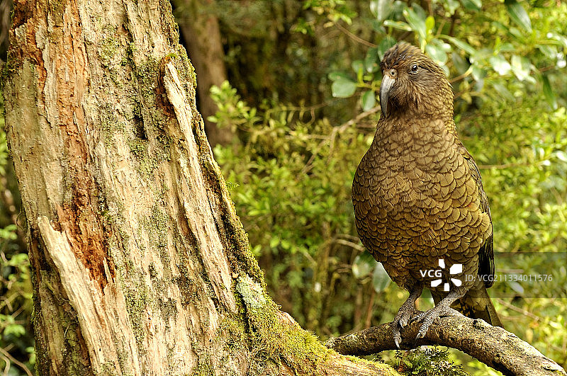 峡湾国家公园的啄羊鹦鹉，新西兰图片素材