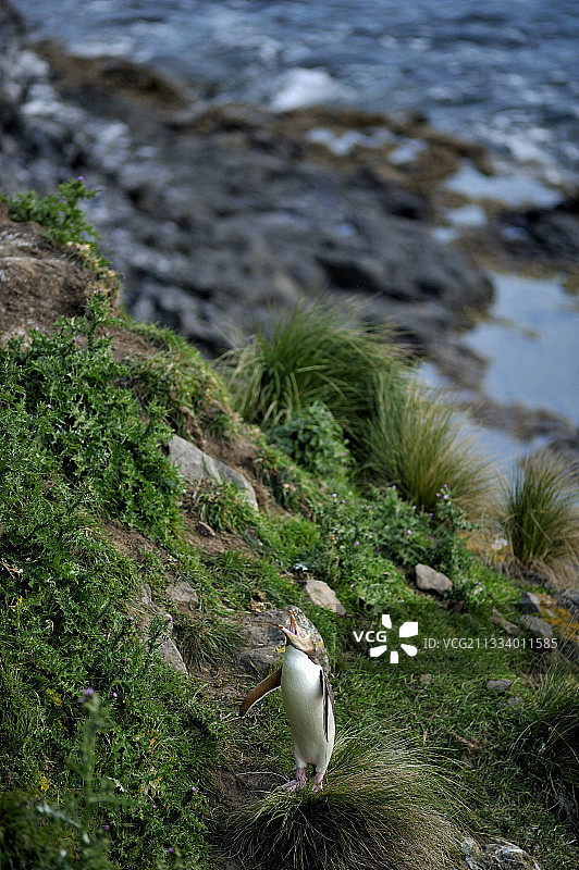 新西兰黄眼企鹅图片素材