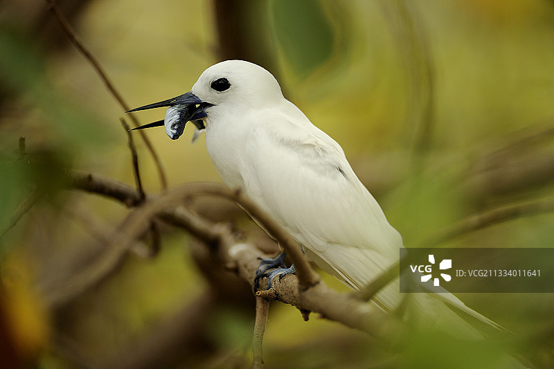 从罗德里格斯岛捕鱼归来的燕鸥图片素材