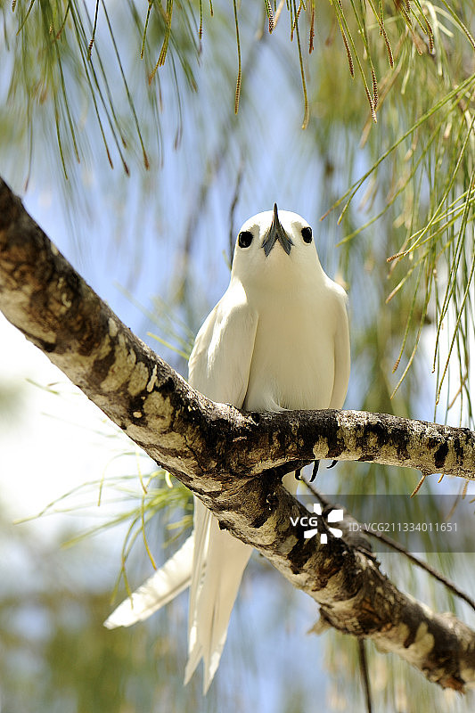 罗德里格斯岛上的白玄燕鸥图片素材