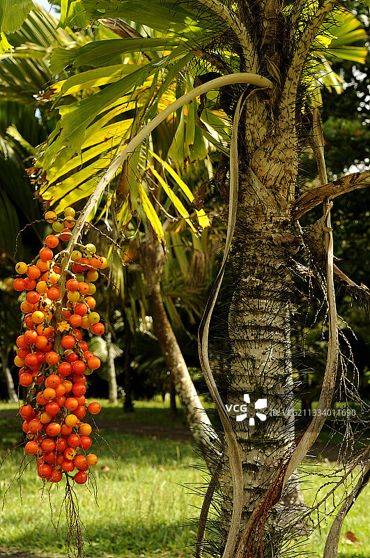 带刺棕榈树的果实茎图片素材