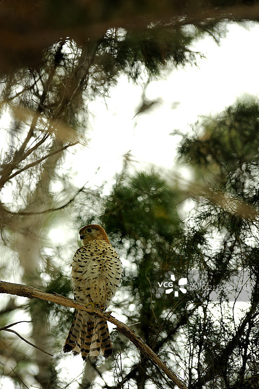 毛里求斯隼图片素材