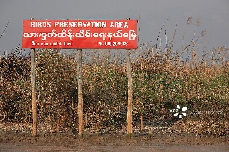 缅甸茵莱湖的鸟类保护板图片素材