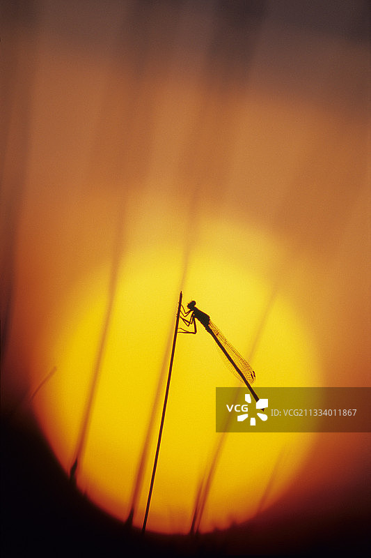 日落时分停留在草地上的豆娘（法国）图片素材