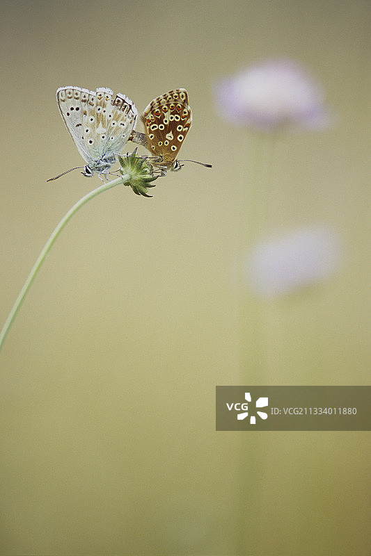 蓝色花朵中的白垩丘蓝蝶交配图片素材