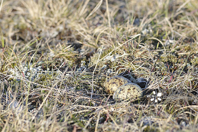 冰岛北极燕鸥巢中的鸟蛋图片素材
