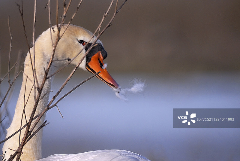雌性疣鼻天鹅撕扯羽毛筑巢图片素材