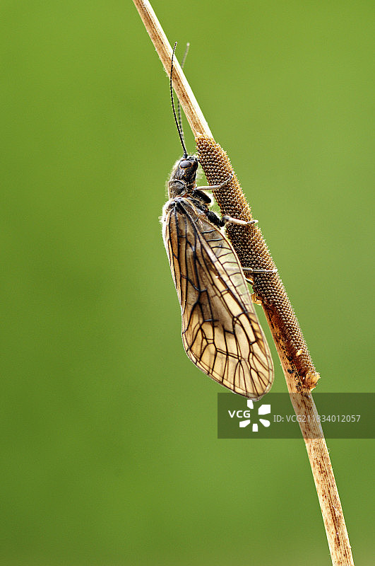 正在产卵图片素材