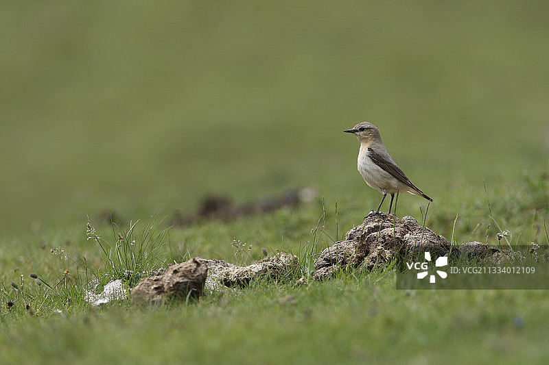 在西班牙牛粪上的雌性北䳭图片素材