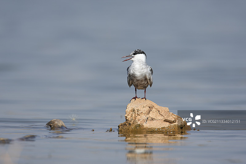 西班牙岩石上鸣叫的须浮鸥图片素材