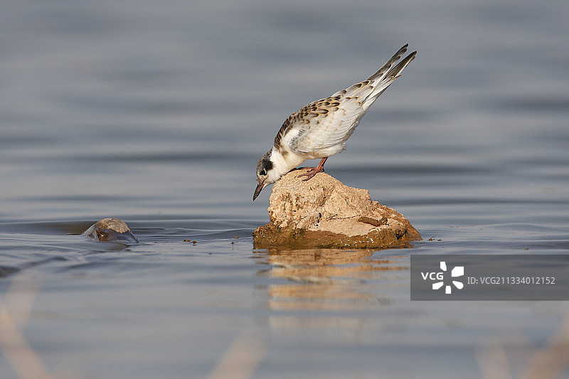 岩石上的须浮鸥，西班牙图片素材