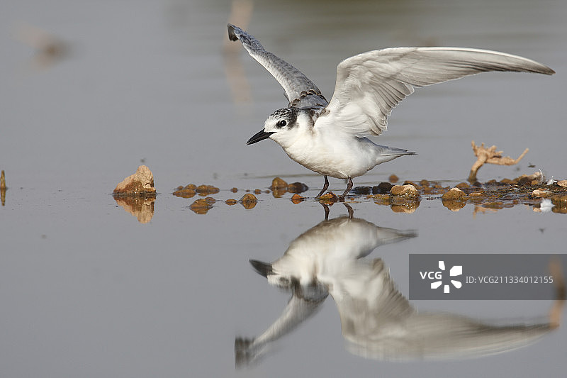 西班牙，伸展翅膀的须浮鸥幼鸟图片素材