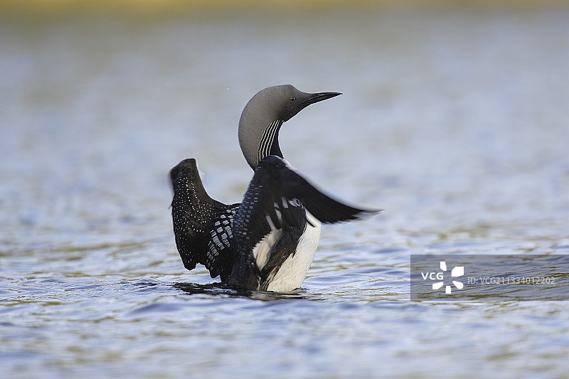 北极潜鸟在芬兰水面拍打翅膀图片素材