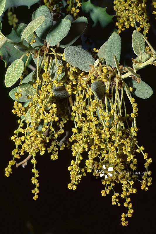 西班牙比利牛斯山脉的冬青栎雄性柔荑花序图片素材