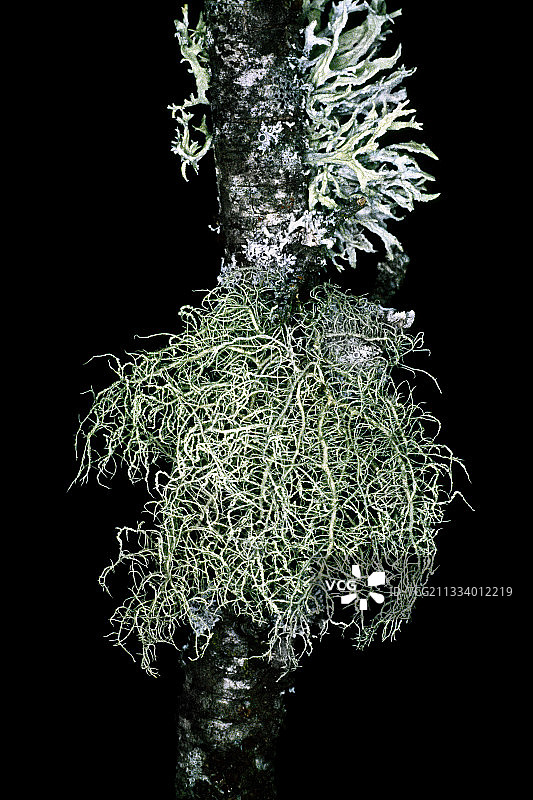 树干和树枝上的地衣图片素材