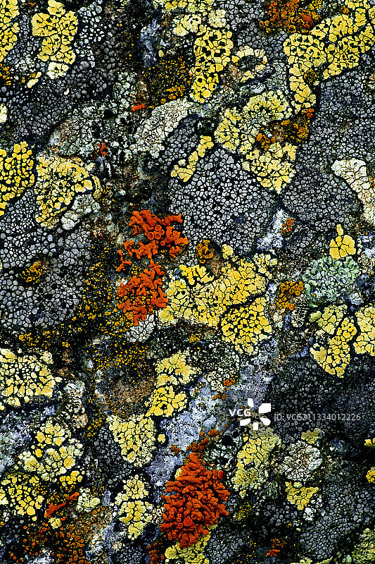 西班牙比利牛斯山花岗岩上的岩生加密地衣图片素材