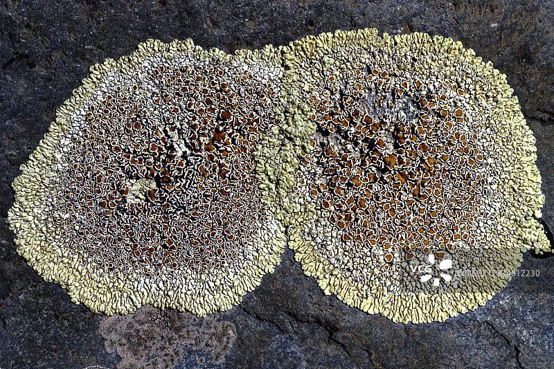 岩石下生长的地衣，建筑材料，瓷砖...喜硝植物。非常耐污染。图片素材