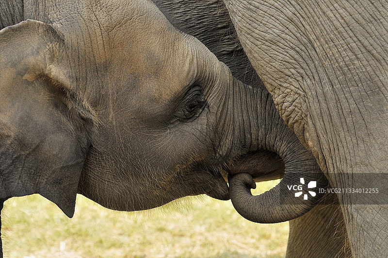 最小的孩子大约一岁半图片素材