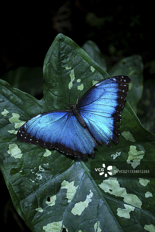 哥斯达黎加树叶上的蓝色大闪蝶图片素材