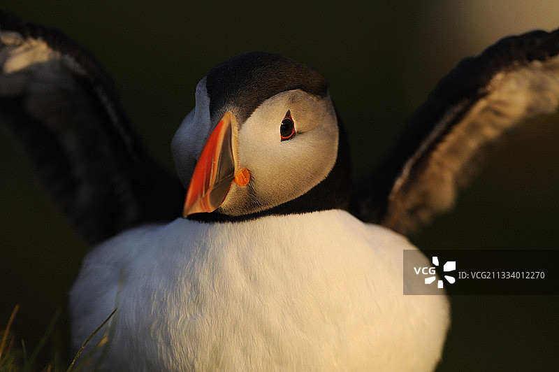 北大西洋海鹦赫曼内斯NR苏格兰的肖像图片素材