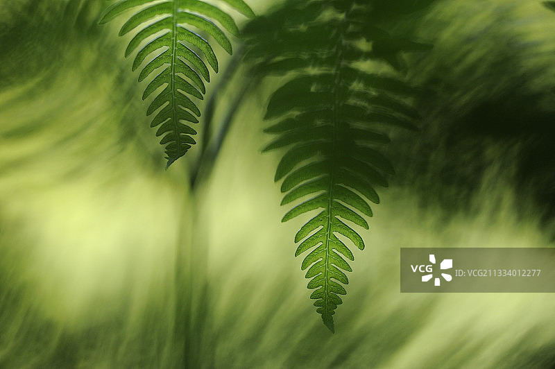 法国春季森林中的欧洲蕨图片素材