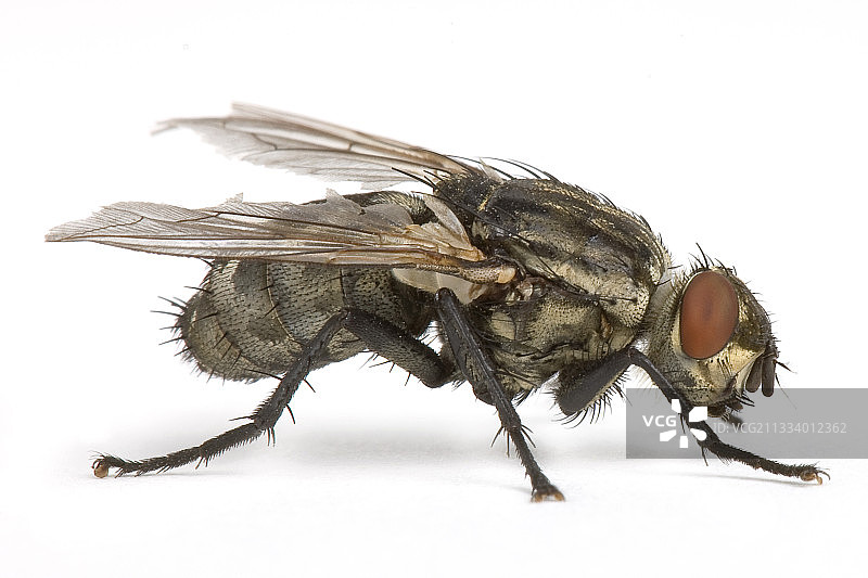 白色背景上的肉蝇图片素材