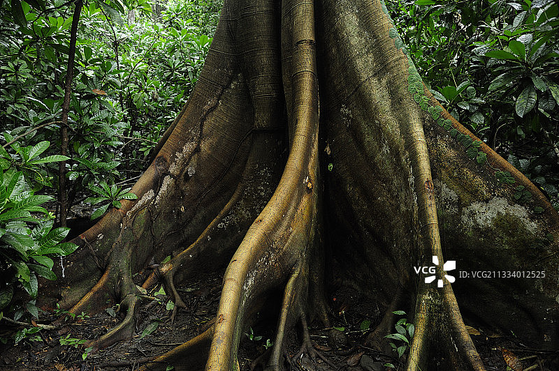 亚热带森林中的 buttress tree，哥斯达黎加图片素材