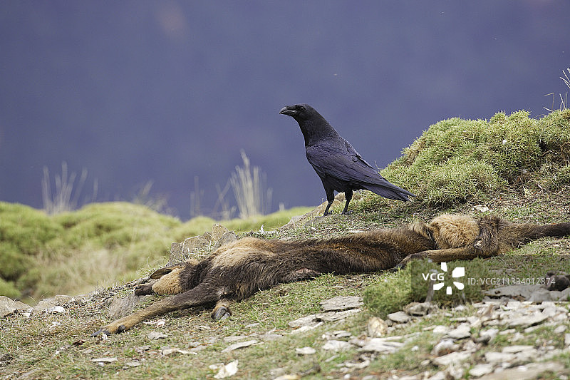 渡鸦正在食用比利牛斯羚羊图片素材