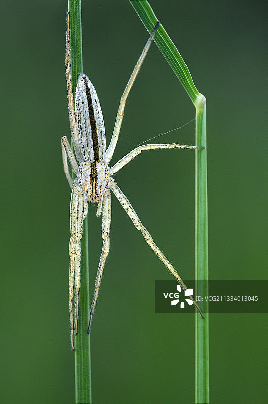 波旁内博卡日地区的草丛蜘蛛图片素材