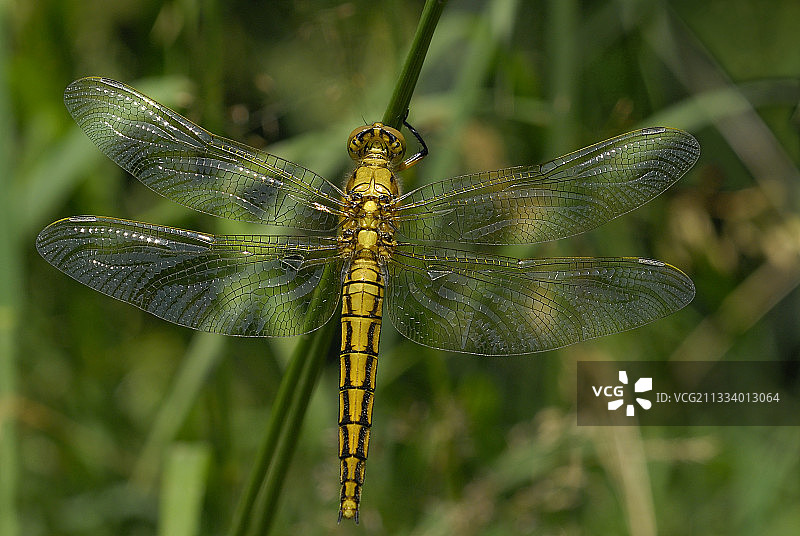 法国树叶上的黑剪嘴鸥雌鸟幼崽图片素材