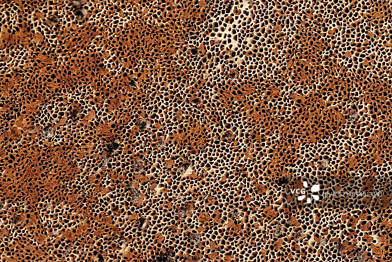 法国老橡树上的树舌图片素材