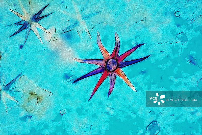 溲疏植物皮肤上的毛发显微图图片素材