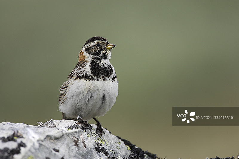 岩石上的拉普兰鹀（约通黑门国家公园）图片素材